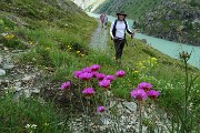 20 Fioriture al lago di Alpe Gera 